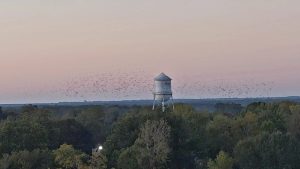 flock-of-birds-aerial-shot