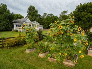 Best Drones For Nature Photography