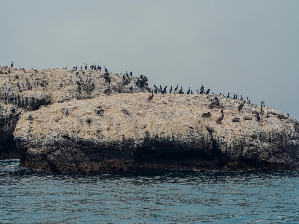 Drones enhancing wildfire monitoring and surveillance for better fire management and safety.