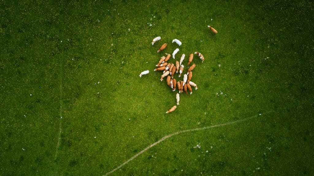 Drone technology for efficient livestock monitoring in agriculture.