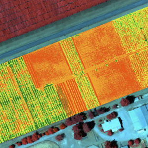 Multispectral Imaging and Thermography Image