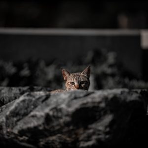 Foster Pet Portraits in Manhattan by Ab Photo