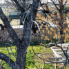 Bare Tree and Weathered Fence in Winter Yard