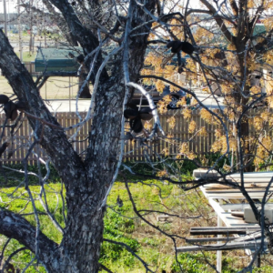 Leafless tree with birds, rustic wooden fence, and scattered white slats in winter yard.