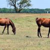 Drones Aid Livestock Recovery in Oklahoma