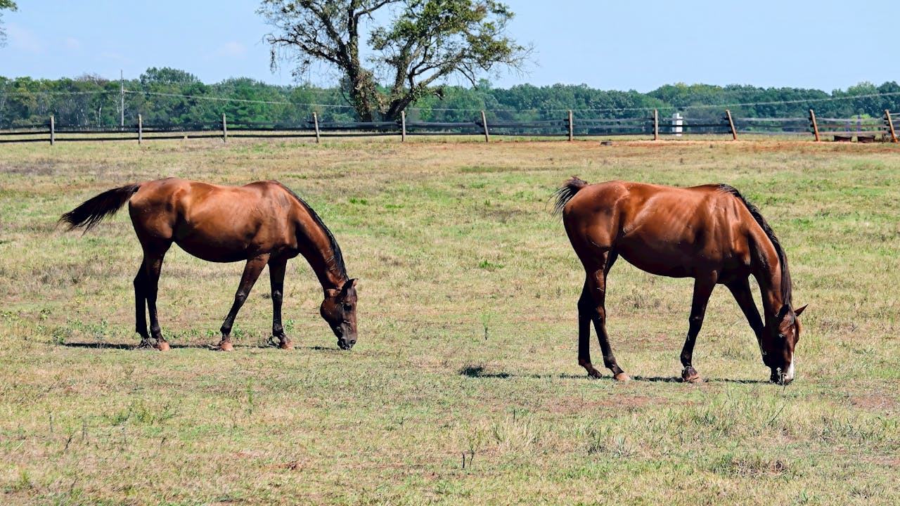 Livestock Recovery in Oklahoma by Heat Seekers OK.