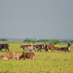 Herd Analysis in Oklahoma by Heat Seekers OK