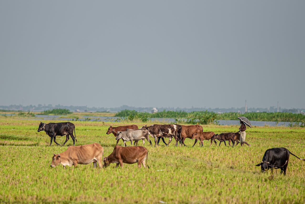 Herd Analysis in Oklahoma by Heat Seekers OK