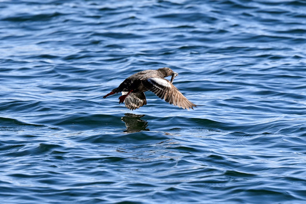 Aerial Fish Feeding  in Florida by Soarin Drone Services, LLC