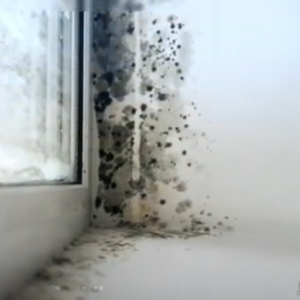 Professional black mold inspection services for safe and healthy environments.