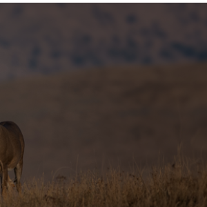 Deer recovery efforts in Florida by Soarin Drone Services for wildlife conservation and management.