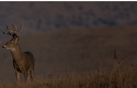 Deer Recovery  in Florida by Soarin Drone Services, LLC
