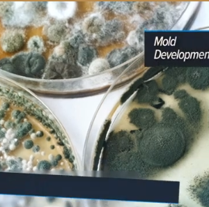 Mold inspection process ensuring safe and healthy living environments for homeowners.