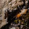 Drone-Based Termite Inspection Services