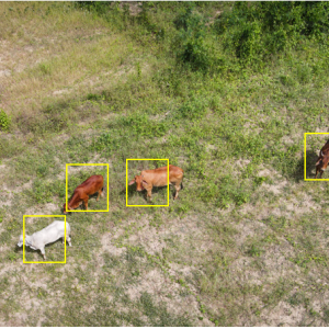 Drones monitoring wildlife herds for conservation and research purposes in natural habitats.