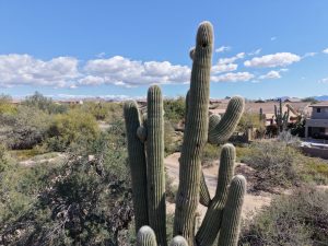 Saguaro Cactus in a Sunny Desert Landscape