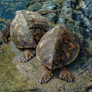 Island Nature & Wildlife Aerial Photography in Kailua-Kona, Hawaii