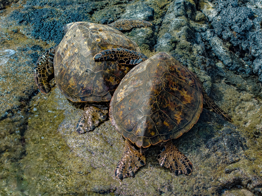 Island Nature & Wildlife Aerial Photography in Kailua-Kona, Hawaii