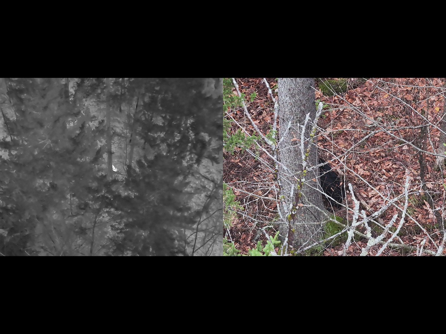 Thermal Drone Search & Lost Pet Recovery in Hyde Park, Vermont